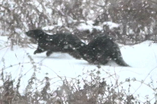 北美水獺 - ML646836620