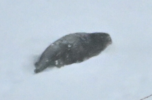 北美水獺 - ML646836621