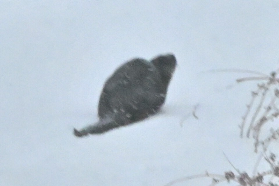 北美水獺 - ML646836622