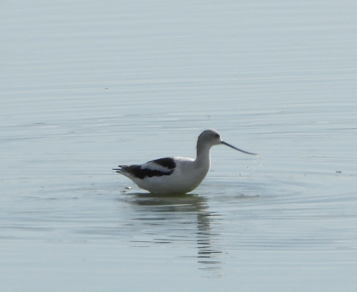 American Avocet - ML646836624