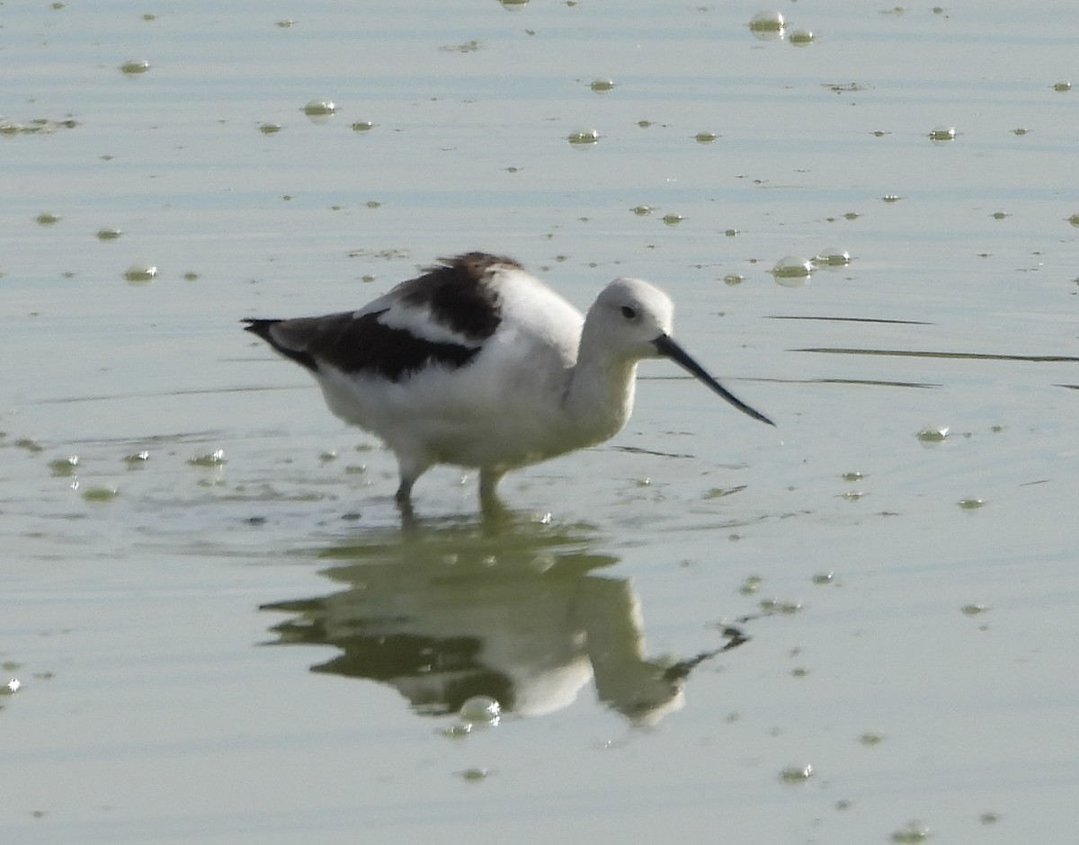 American Avocet - ML646836625