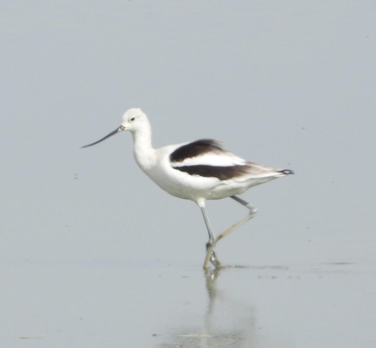 American Avocet - ML646836626
