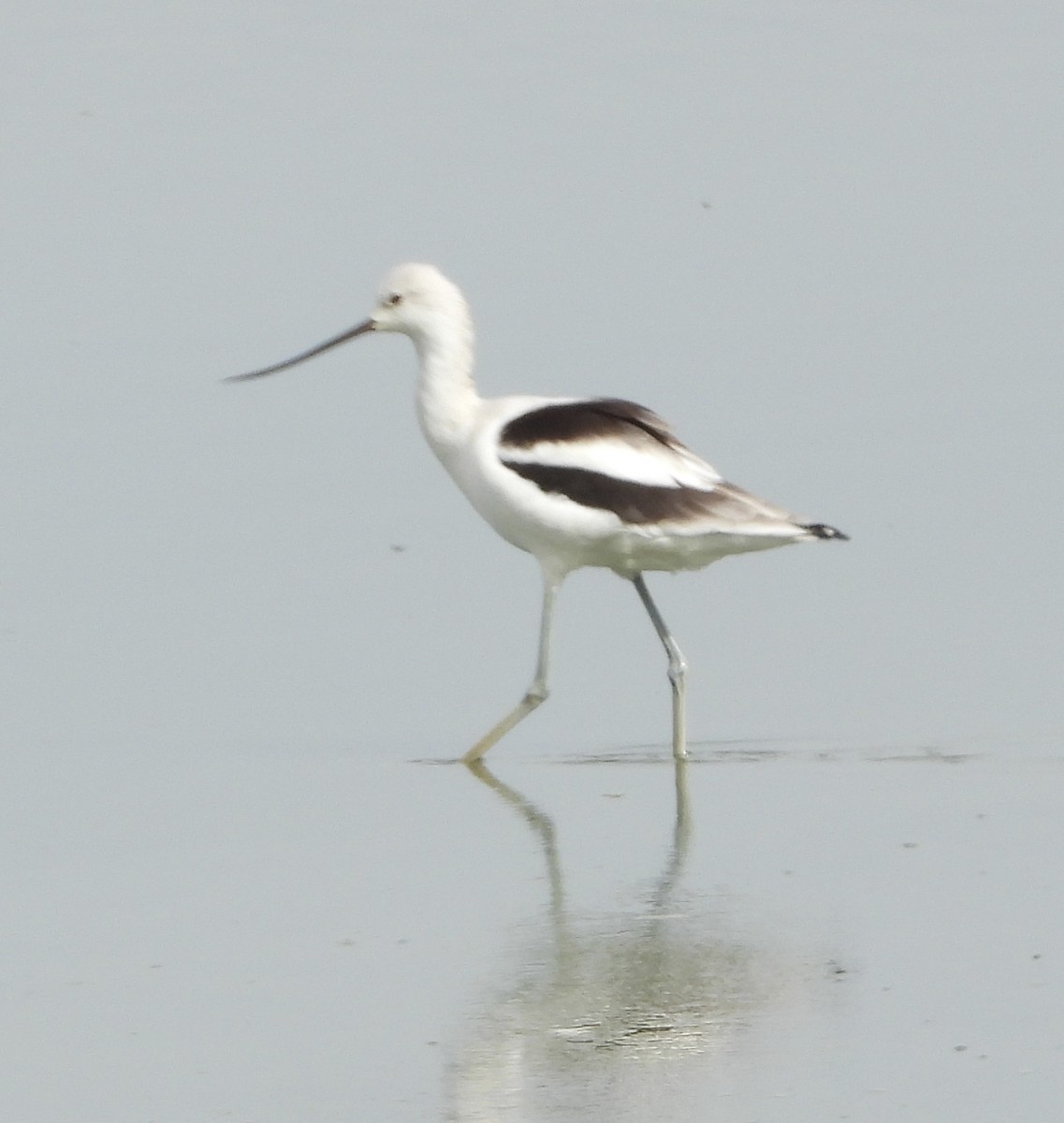 American Avocet - ML646836627