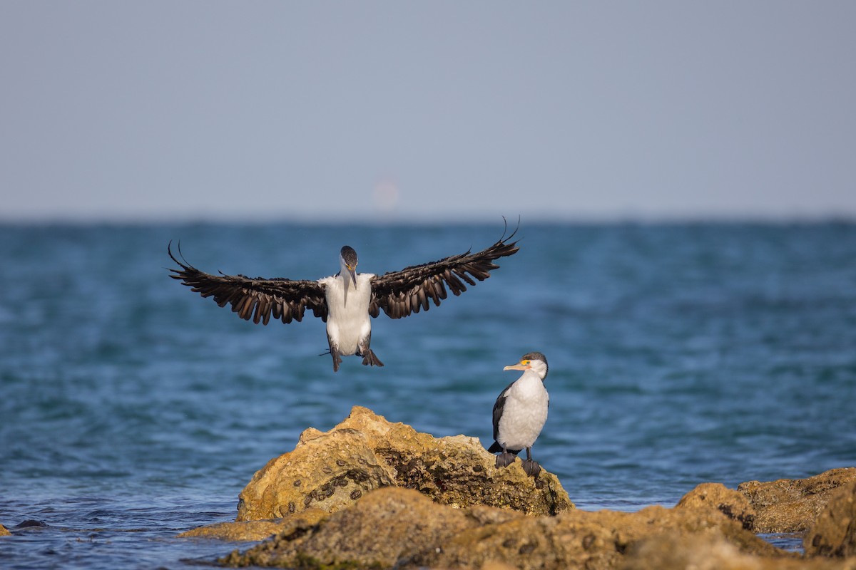 Pied Cormorant - ML646836628