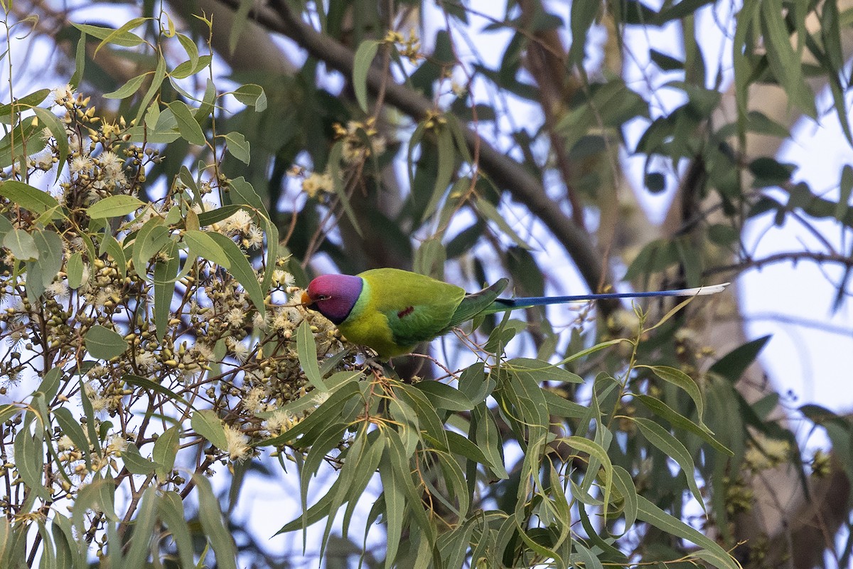 Plum-headed Parakeet - ML646836629