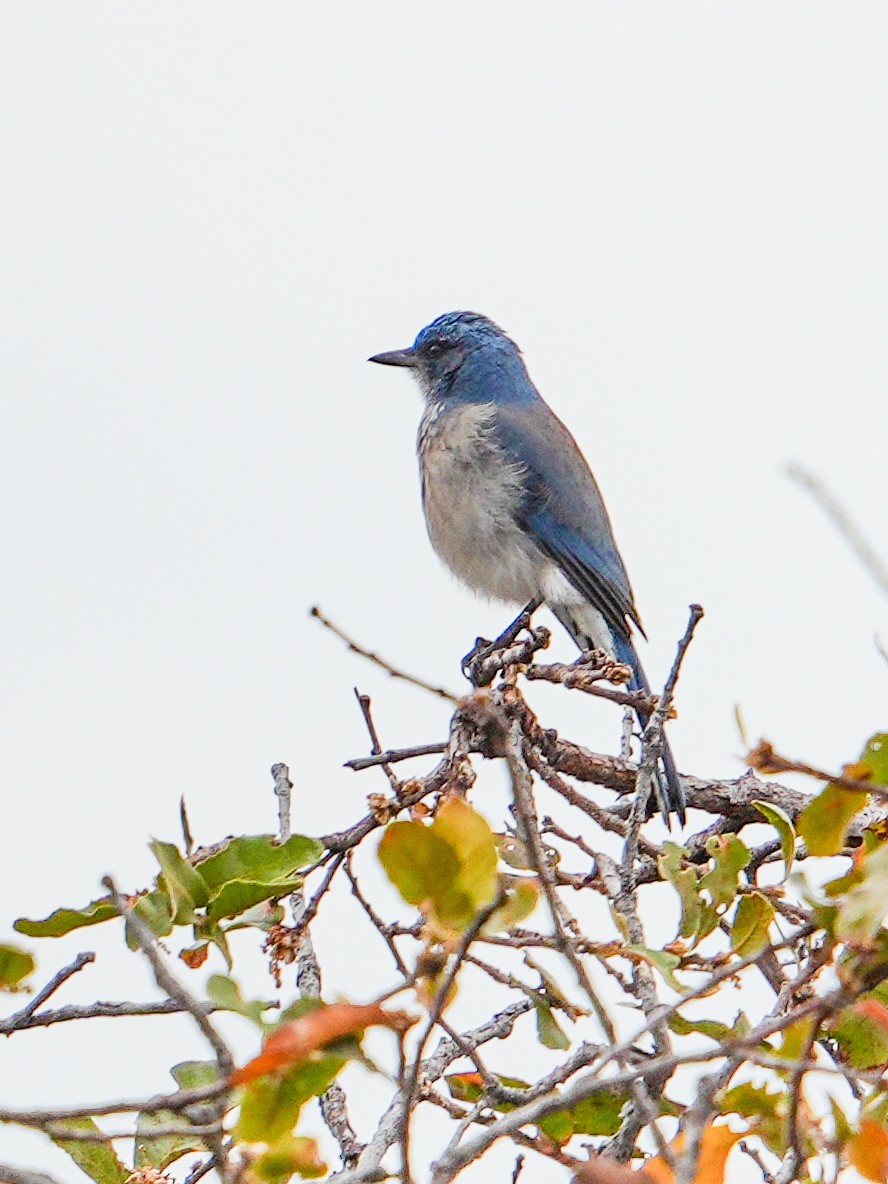 Woodhouse's Scrub-Jay - ML646836630