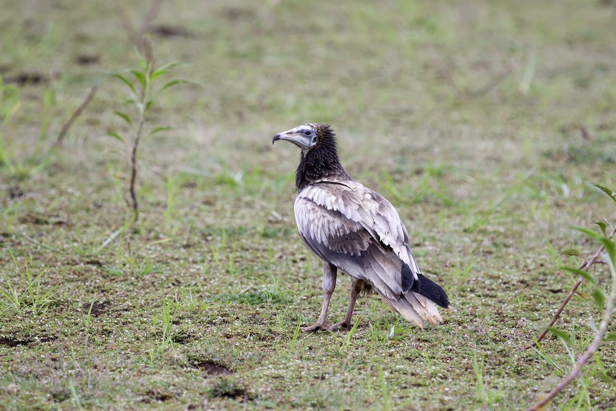 Egyptian Vulture - ML646836631