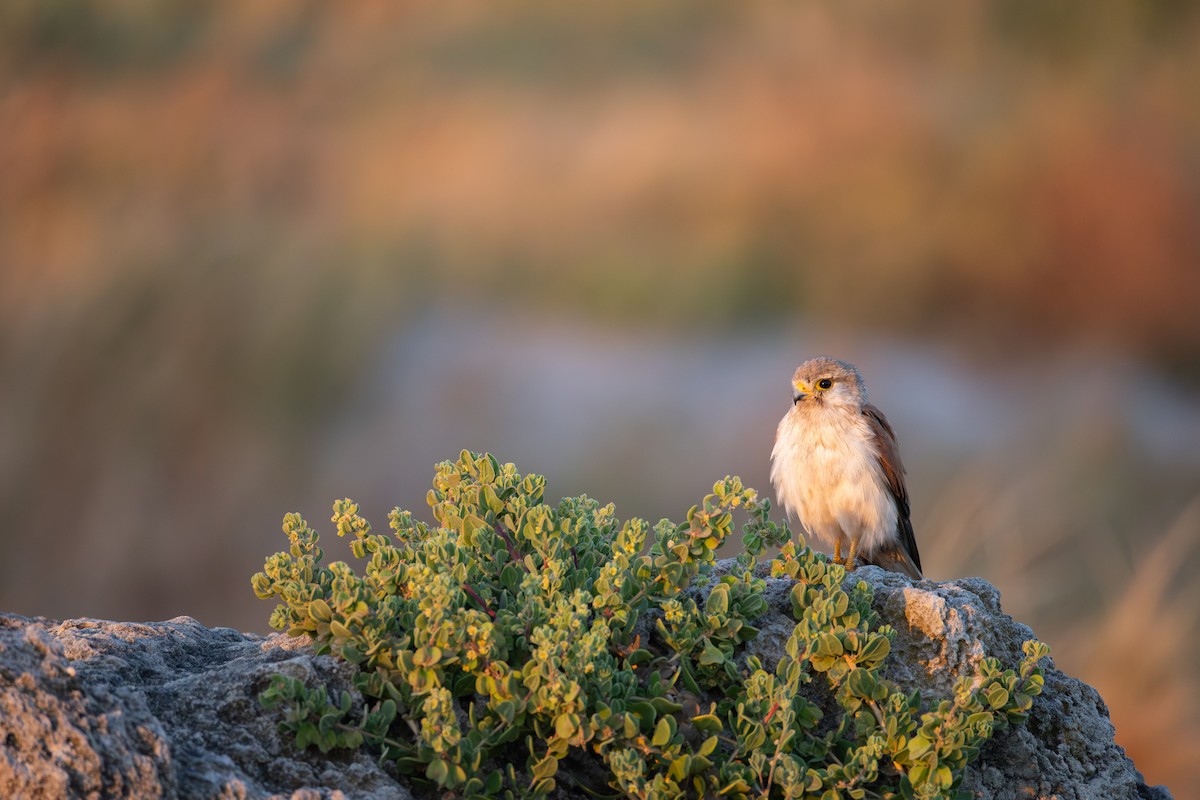 Nankeen Kestrel - ML646836632