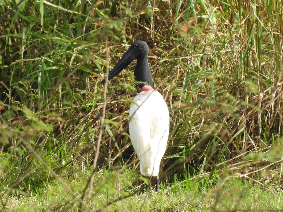 Jabiru - ML646836633