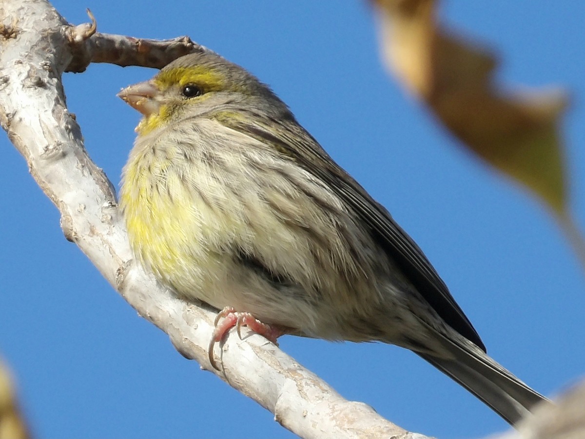 Island Canary - ML646836634