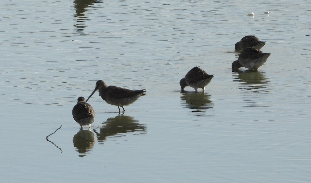 Long-billed Dowitcher - ML646836635