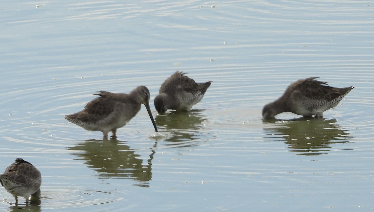 Long-billed Dowitcher - ML646836636
