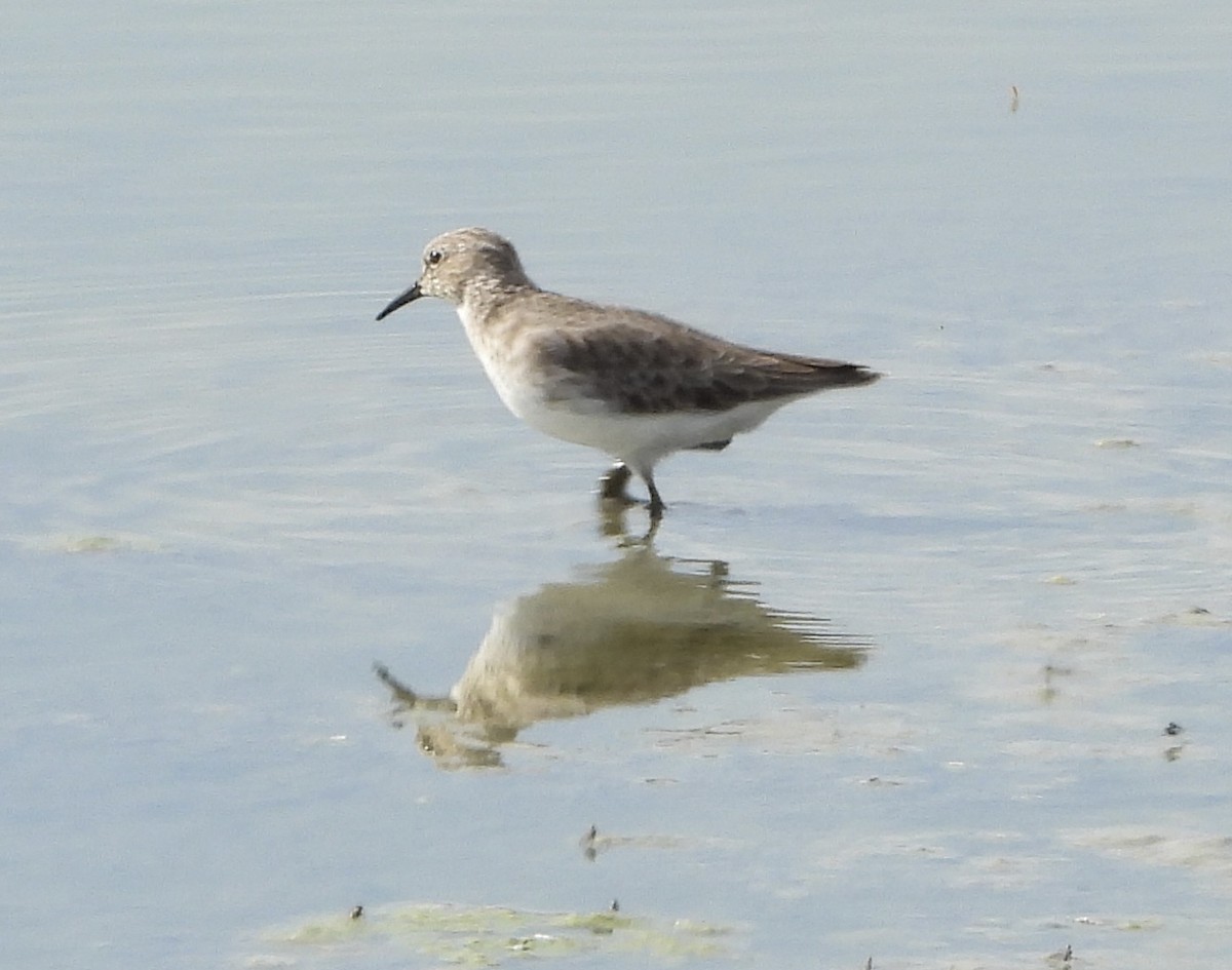 Least Sandpiper - ML646836638