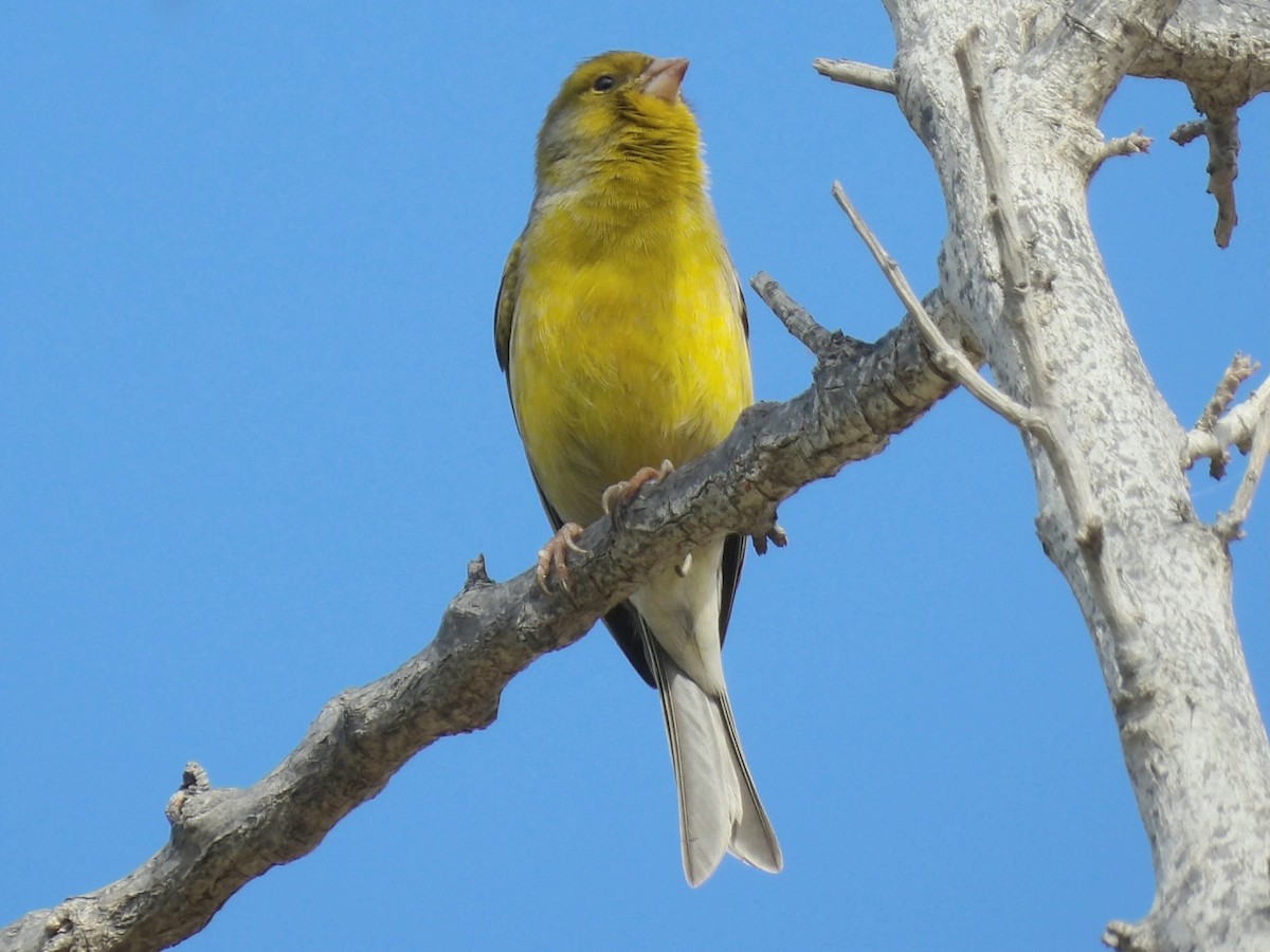 Island Canary - ML646836639