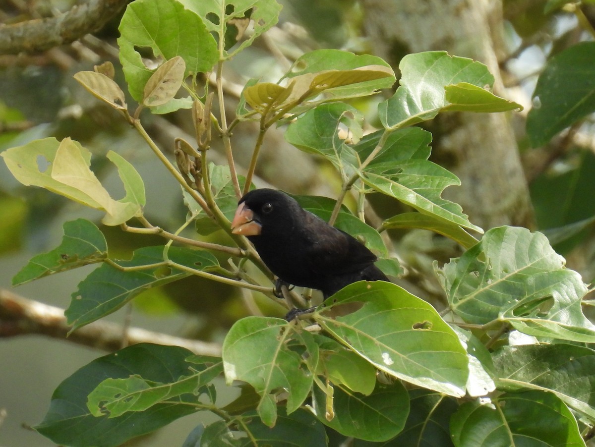 Nicaraguan Seed-Finch - ML646836642