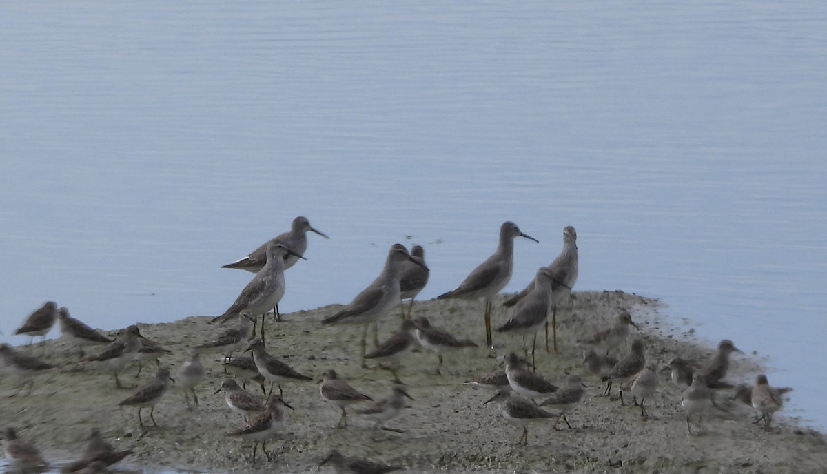 Stilt Sandpiper - ML646836646