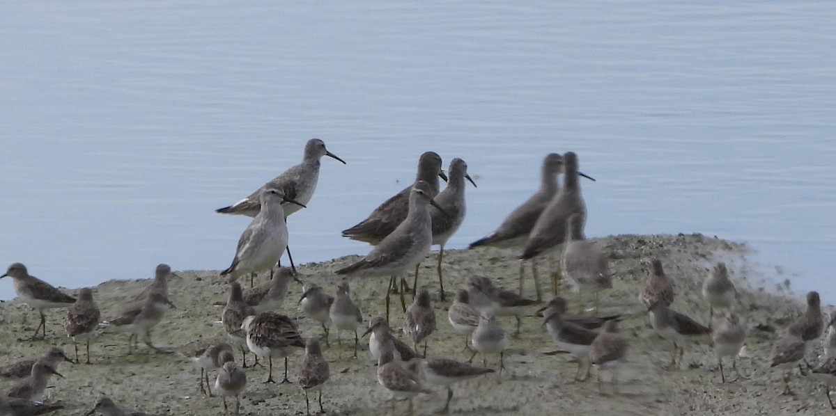 Stilt Sandpiper - ML646836647