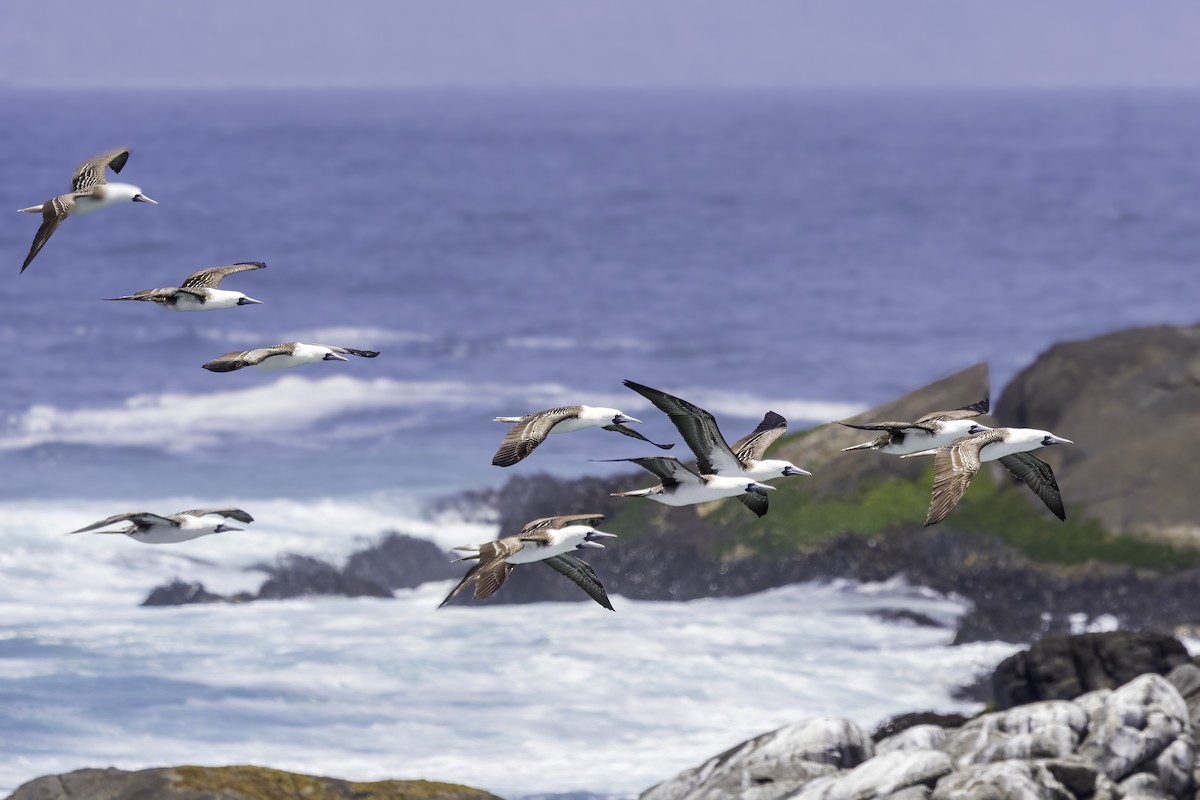 Peruvian Booby - ML646836648