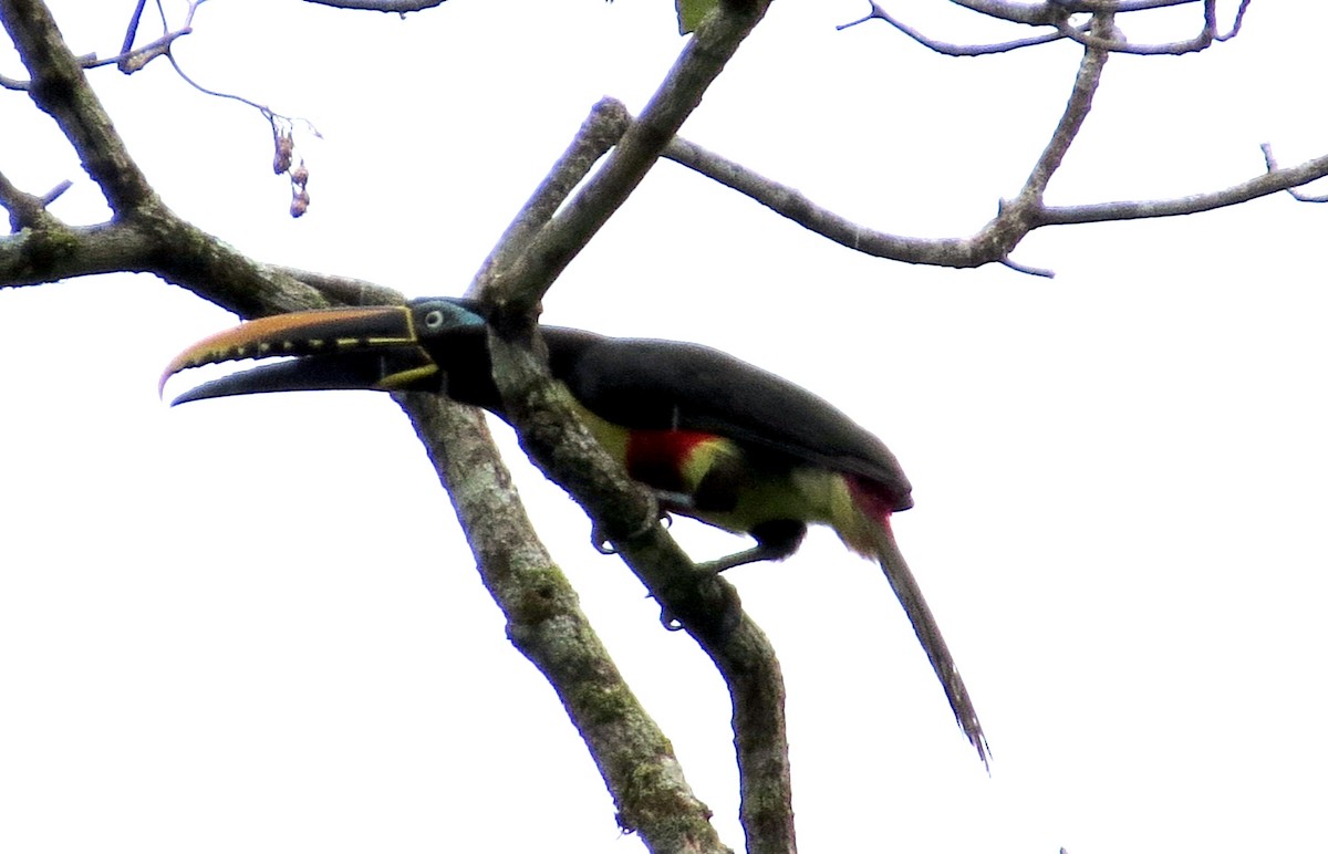 Braunohrarassari - ML646836653