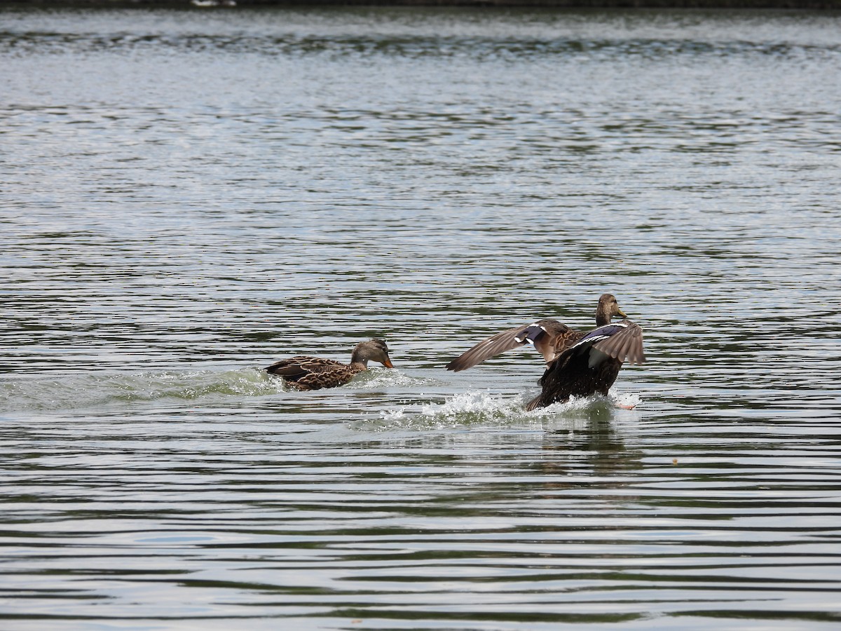 Mexican Duck - ML646836654