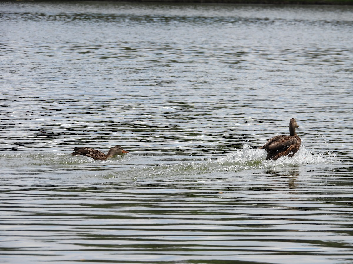 Mexican Duck - ML646836655