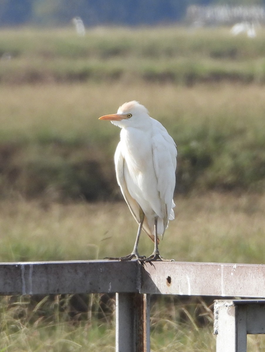 Western Cattle-Egret - ML646836657