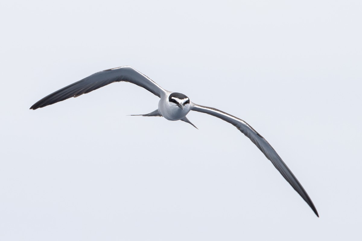 Bridled Tern - ML646836659