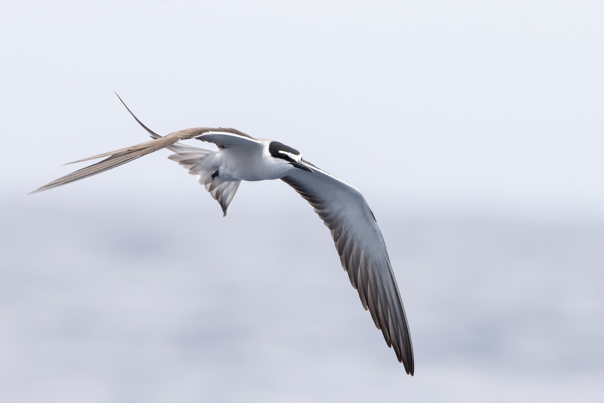 Bridled Tern - ML646836660