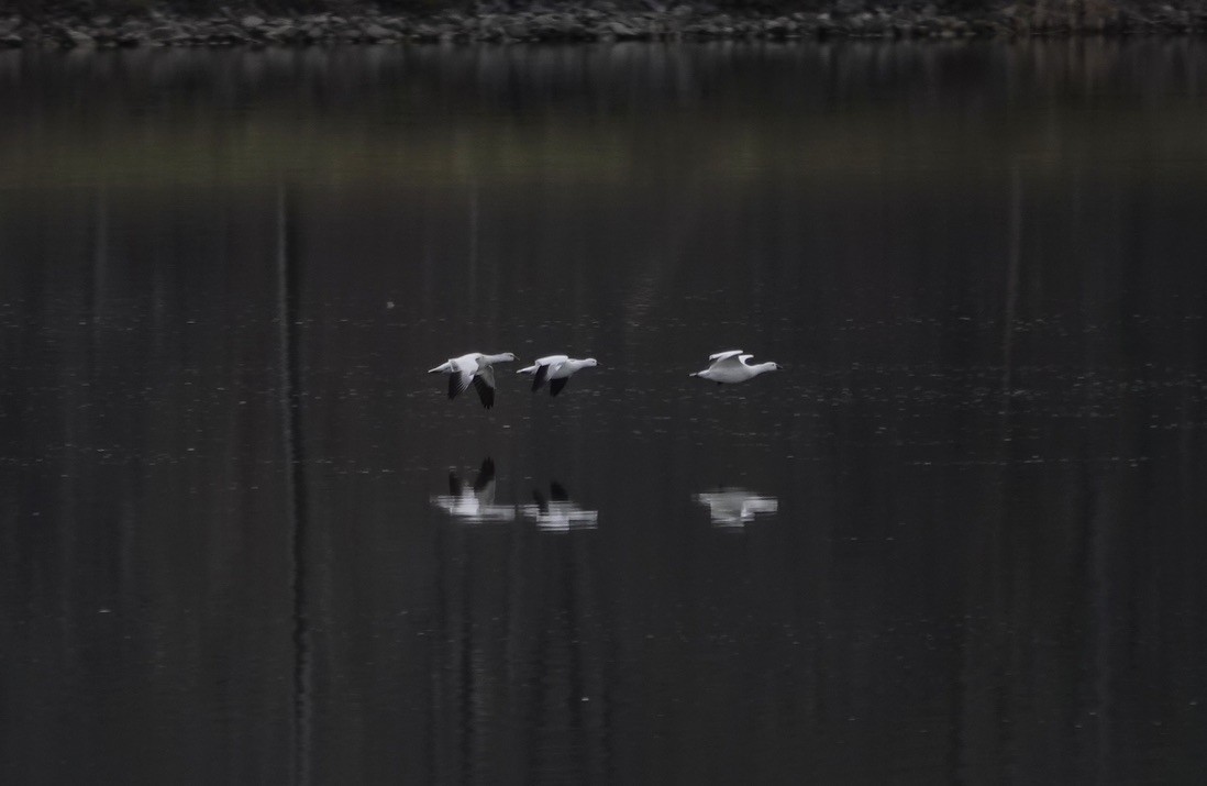 ヒメハクガン - ML646836662