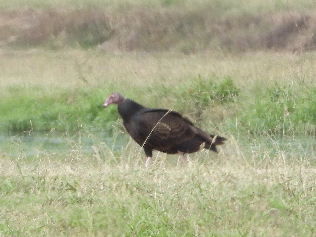 Truthahngeier - ML646836663