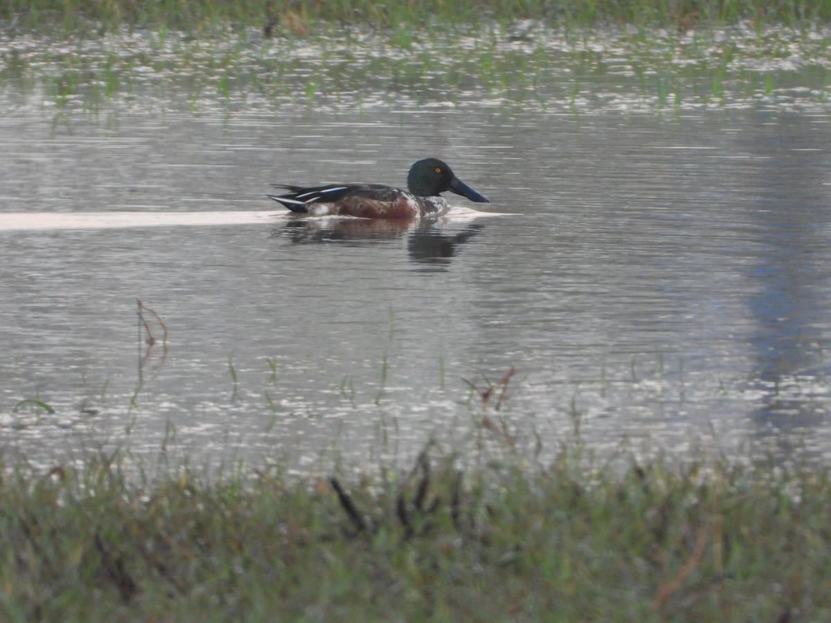 Northern Shoveler - ML646836666