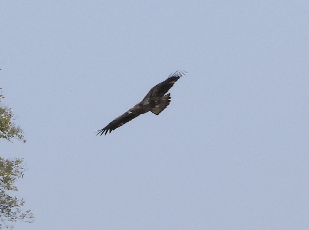 Weißkopf-Seeadler - ML646836668