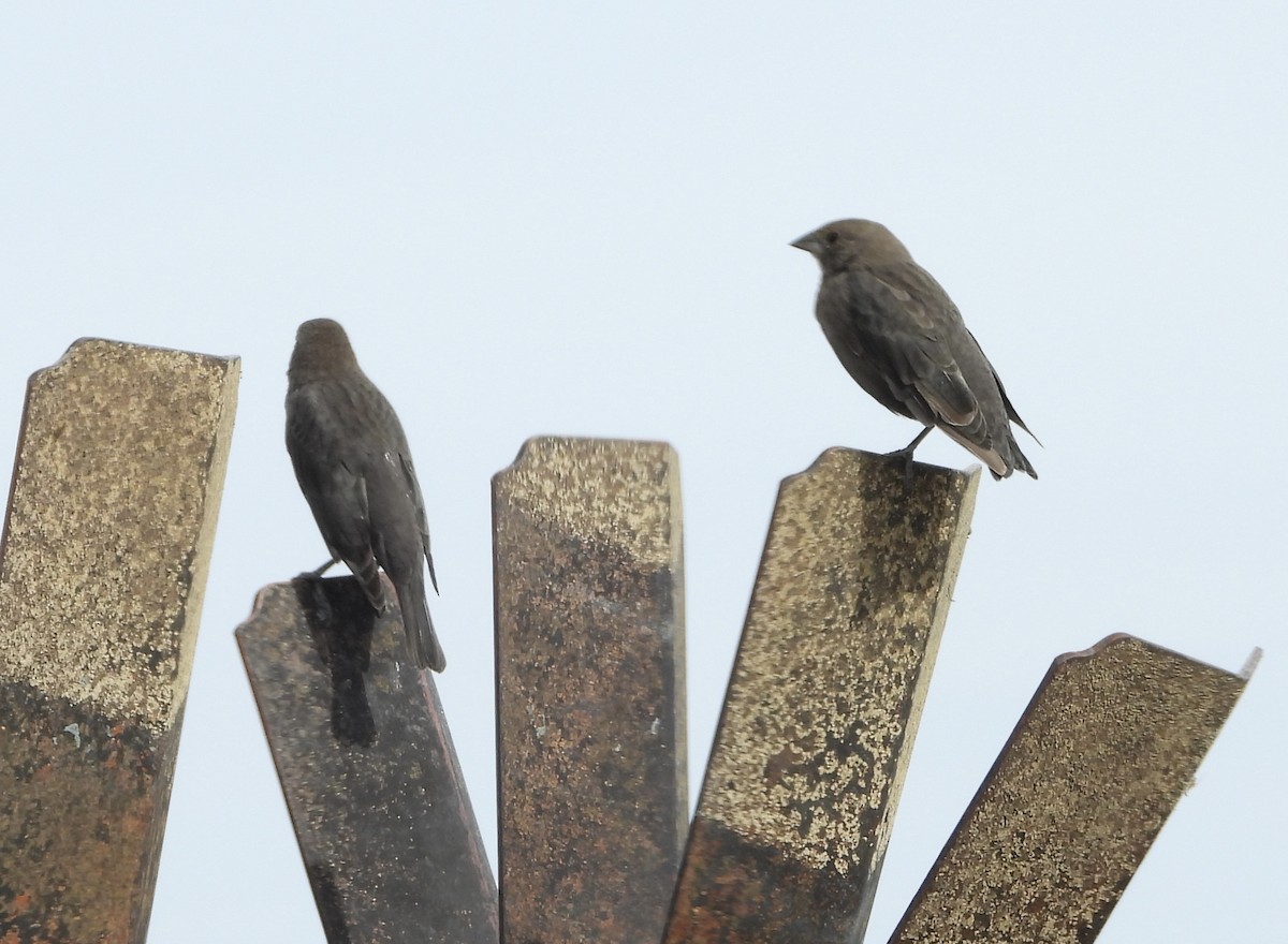 Braunkopf-Kuhstärling - ML646836671