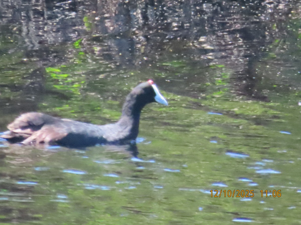 Focha Moruna - ML646836673