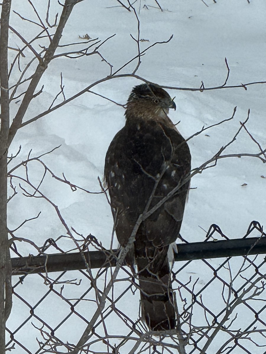 Cooper's Hawk - ML646836675