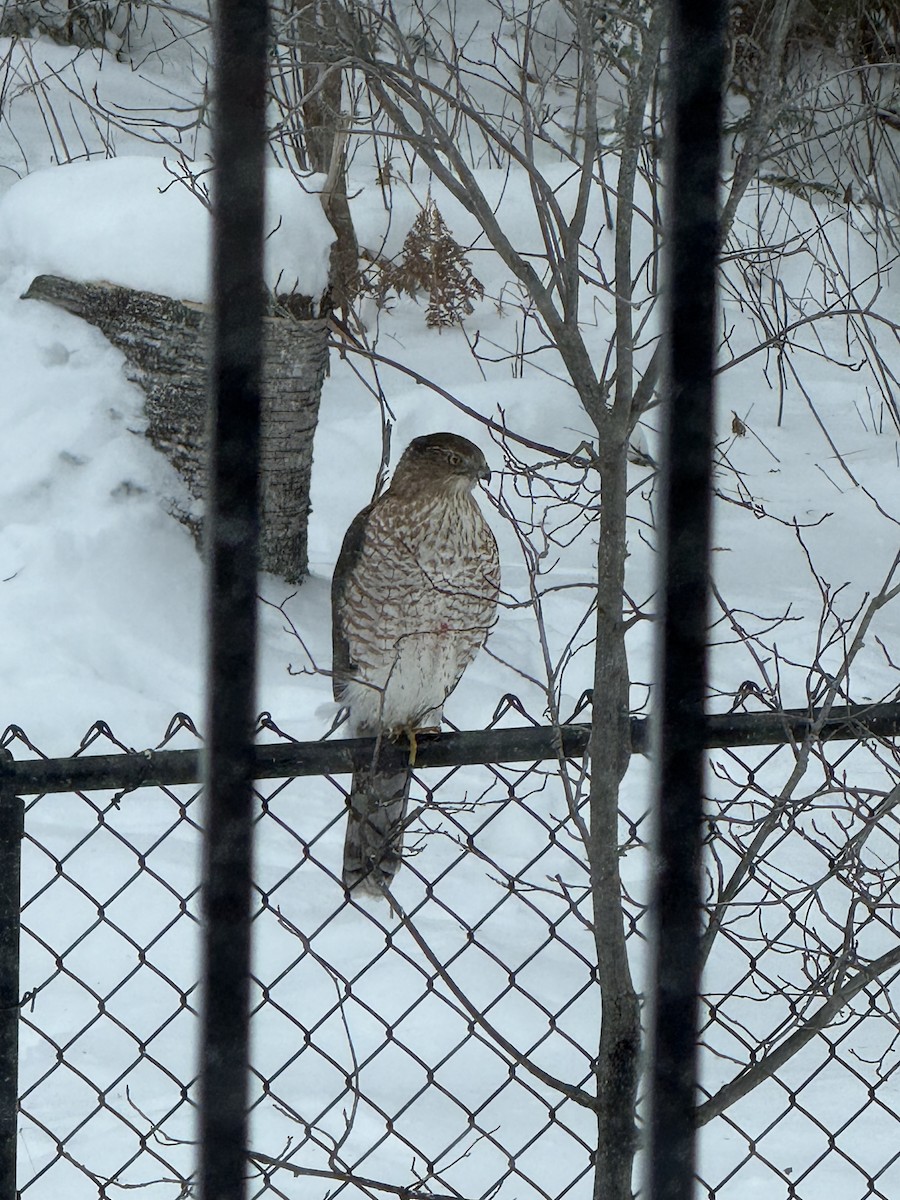 Cooper's Hawk - ML646836676