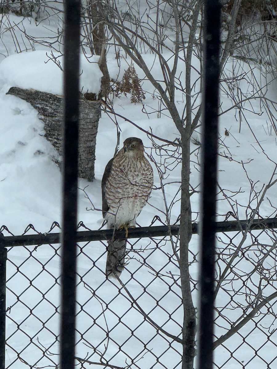 Cooper's Hawk - ML646836677