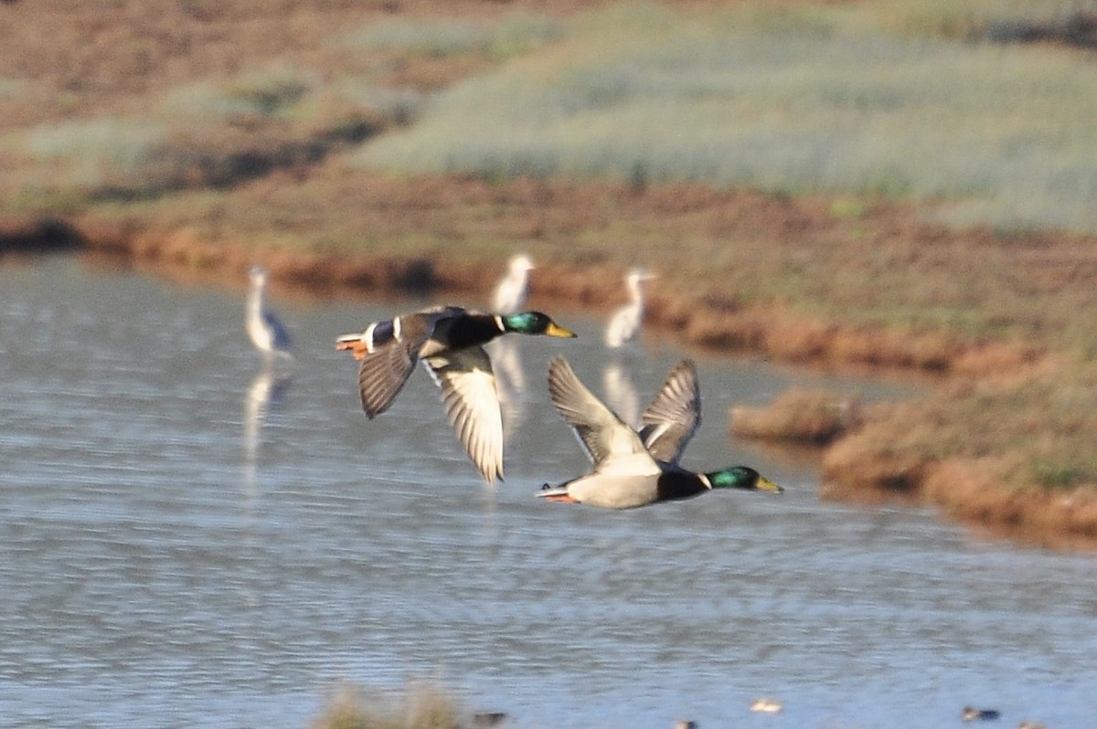 Крижень звичайний - ML646836683