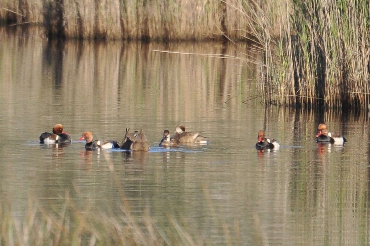 Чернь червонодзьоба - ML646836684