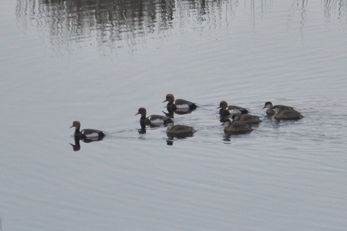 Чернь червонодзьоба - ML646836685