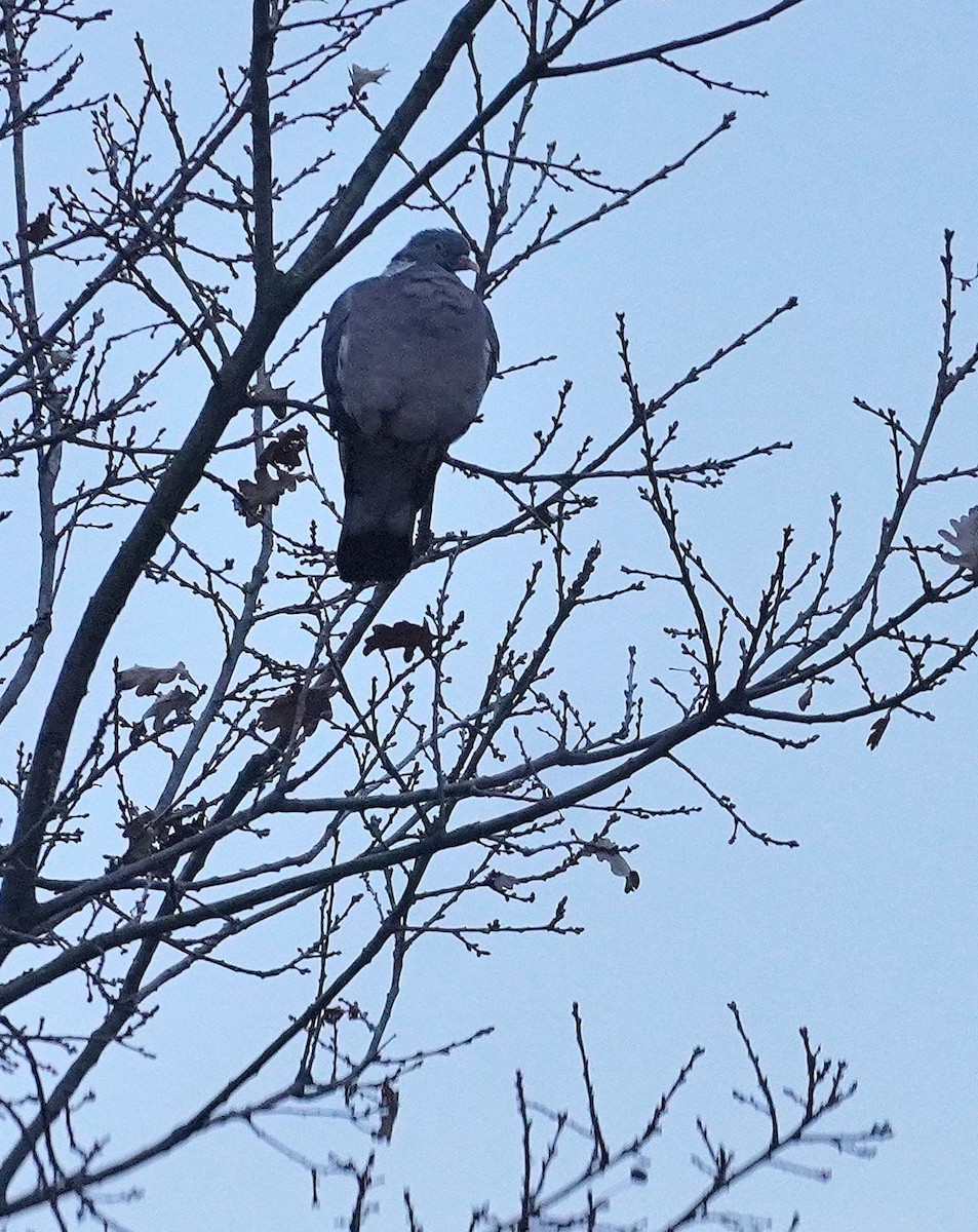 Ringeltaube - ML646836687