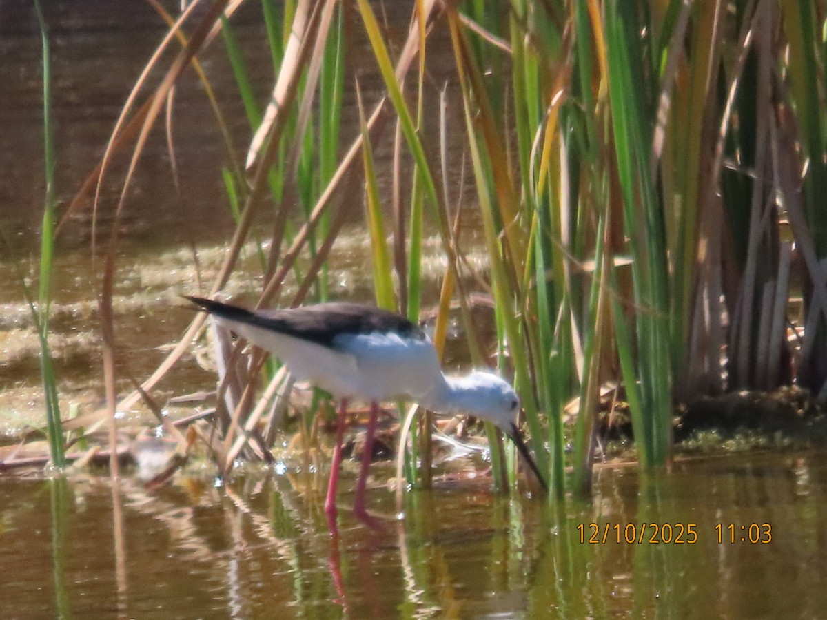 Cigüeñuela Común - ML646836690