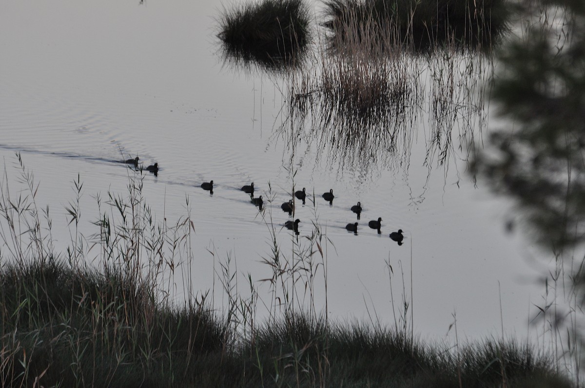 Лиска звичайна - ML646836691