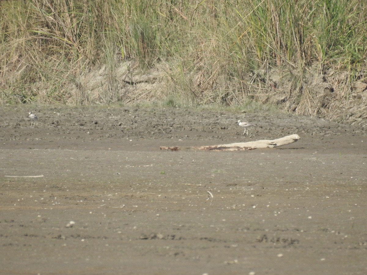 Great Thick-knee - ML646836692