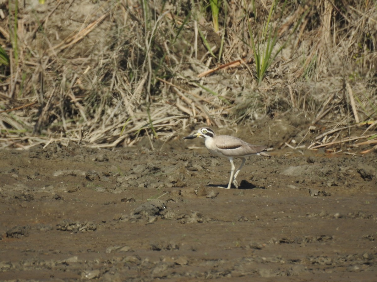 Great Thick-knee - ML646836693