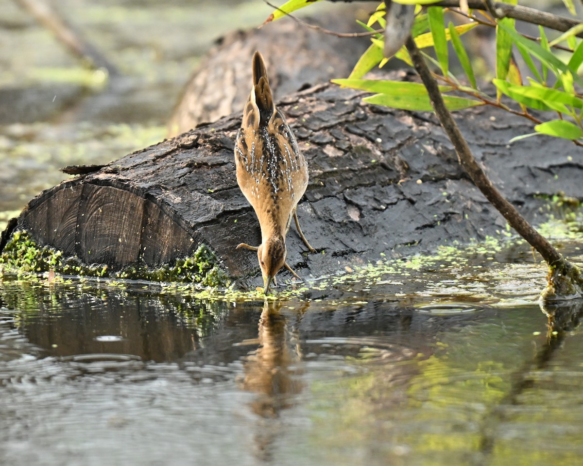 ברודית גמדית - ML646836700
