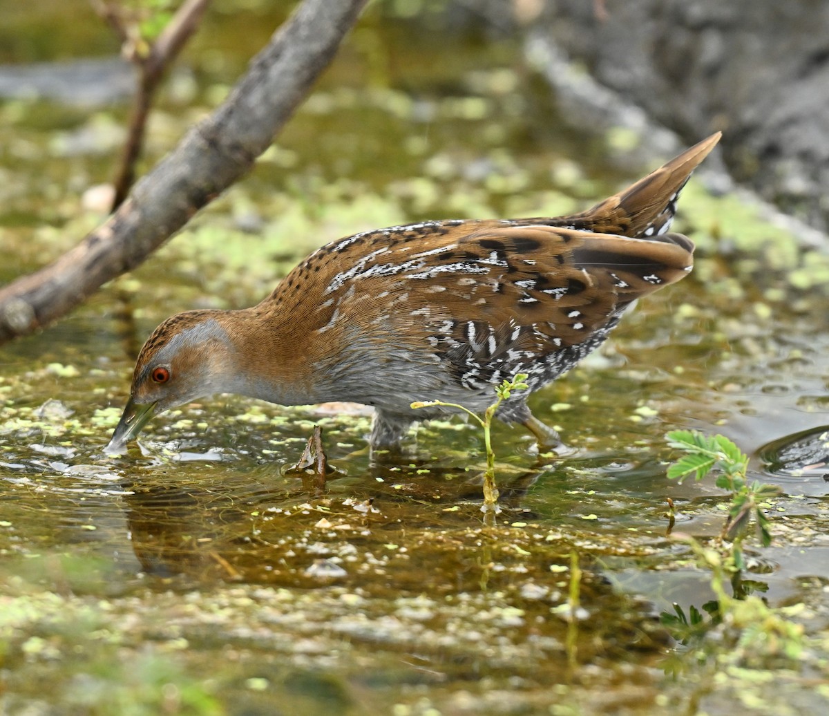 ברודית גמדית - ML646836701