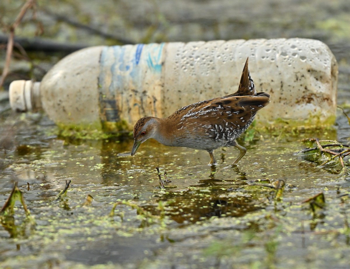 ברודית גמדית - ML646836702