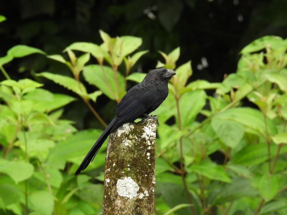 Groove-billed Ani - ML646836703