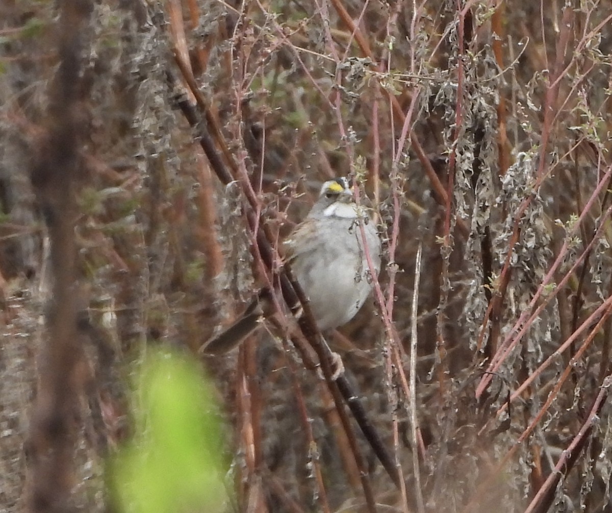 Weißkehlammer - ML646836705